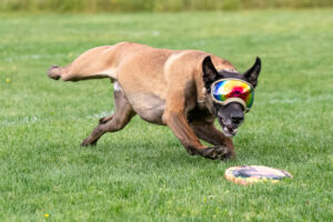 Un chien court pour attraper un frisbee