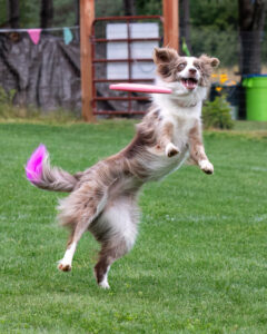 Un beau chien attrape un frisbee au vol pendant une compétition