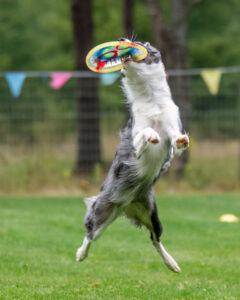 Un chien attrape un frisbe au vol